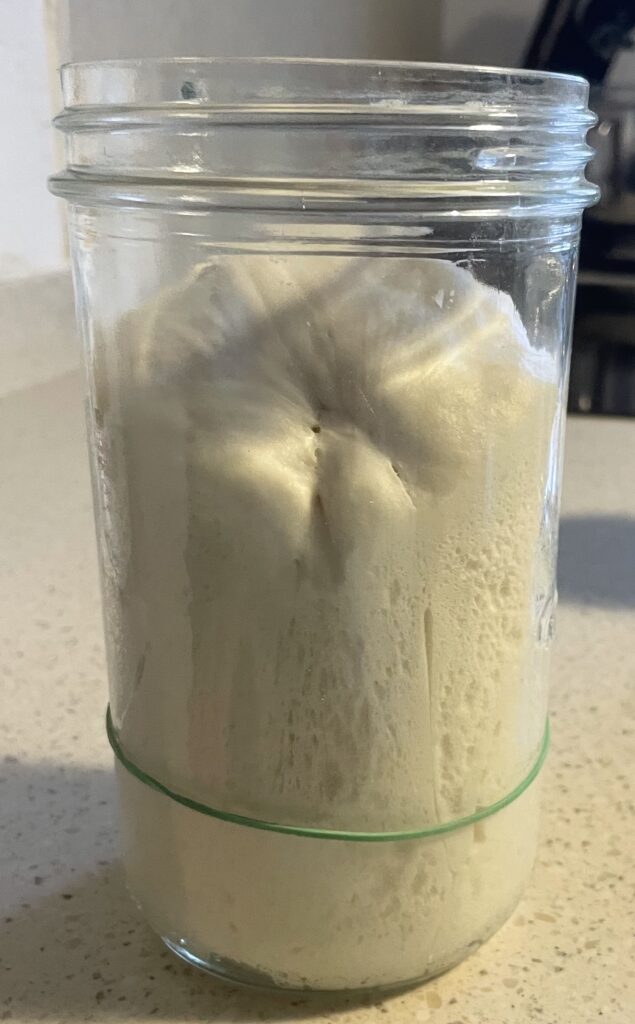 Levain dur de panettone, pour faire des viennoiseries au levain